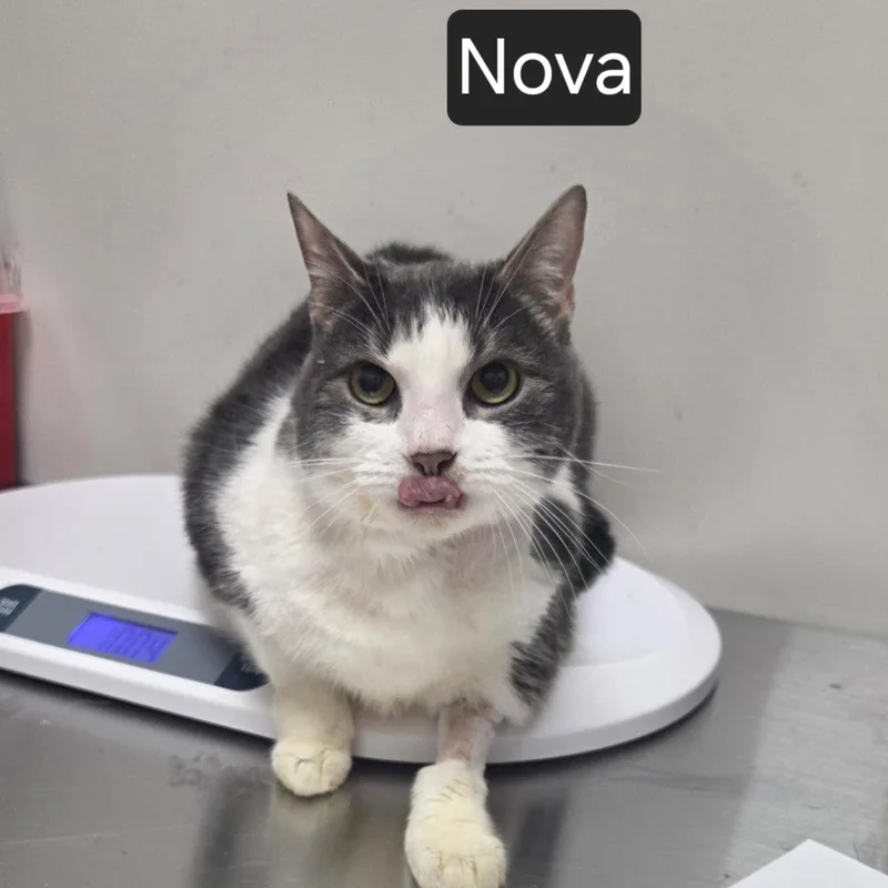 An adult large-sized female Gray & White Domestic Short Hair cat named Nova for adoption in SNOW HILL, NC