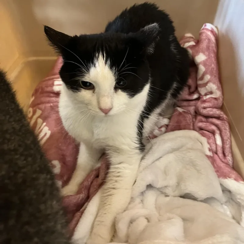 An adult medium-sized male Black Domestic Short Hair cat named Teddy for adoption in Saint Charles, MO