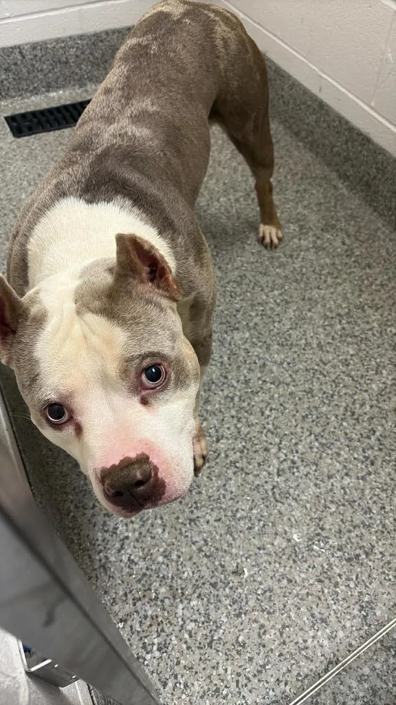 An adult medium-sized male Terrier dog named Rollo for adoption in Van Wert, OH