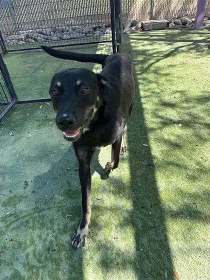 A young medium-sized male Shepherd dog named Ryder for adoption in El Paso, TX