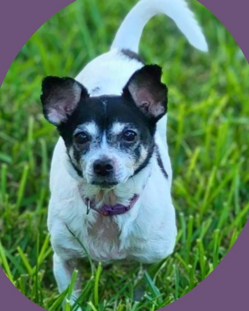 A senior small-sized female Chihuahua dog named Oreo for adoption in Bryan, TX