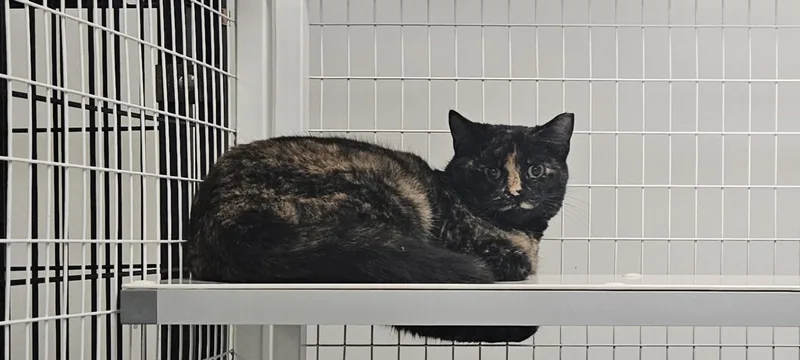 A young medium-sized female Tortoiseshell cat named Tora for adoption in Claremont, NH