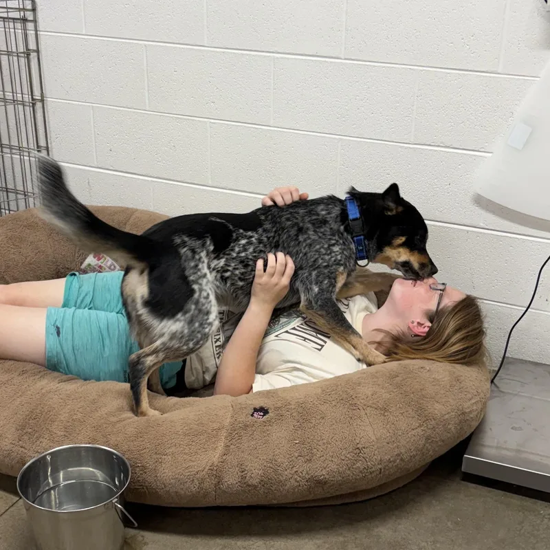 An adult medium-sized male Gray / Blue / Silver Australian Cattle Dog / Blue Heeler dog named Dallas for adoption in Lake Odessa, MI