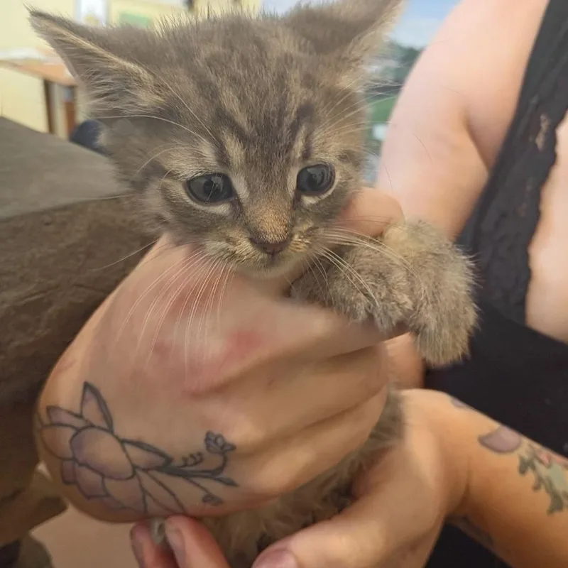 A baby small-sized male Brown / Chocolate Domestic Short Hair cat named Drew Barrymore for adoption in Lynchburg, VA