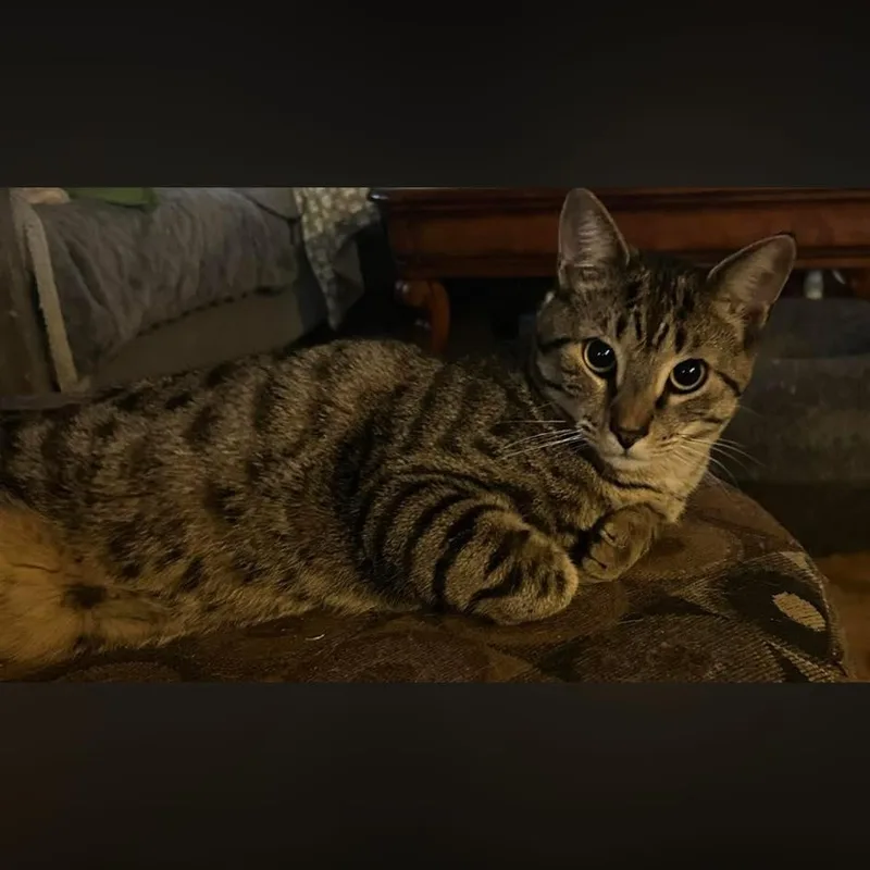 A young medium-sized male Tabby (Brown / Chocolate) Domestic Short Hair cat named Wilbur for adoption in Toms River, NJ