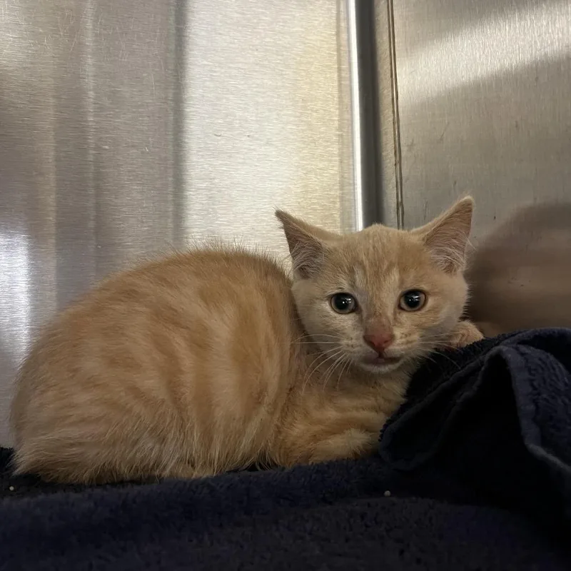 A baby small-sized male Cream / Ivory Domestic Short Hair cat named Phil for adoption in Harrisville, WV