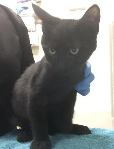 A young small-sized female Domestic Short Hair cat named Vega for adoption in Riverside, CA