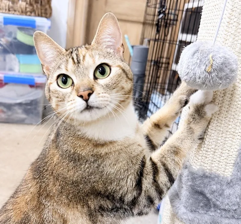 A young medium-sized female Calico American Shorthair cat named Connie for adoption in Philadelphia, PA