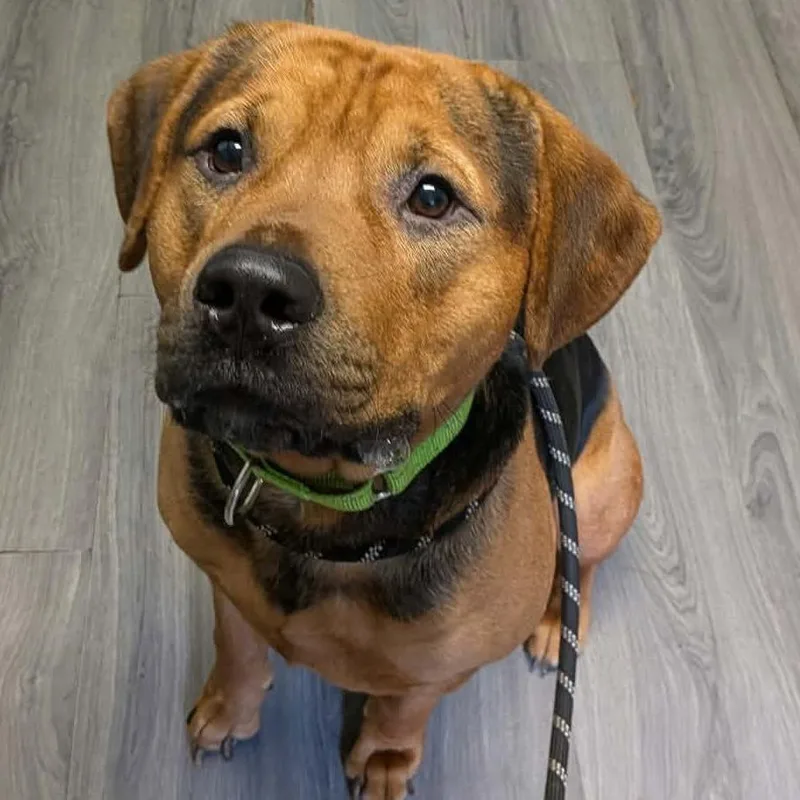 An adult small-sized male Brown / Chocolate Beagle dog named Hartley for adoption in Greenville, PA
