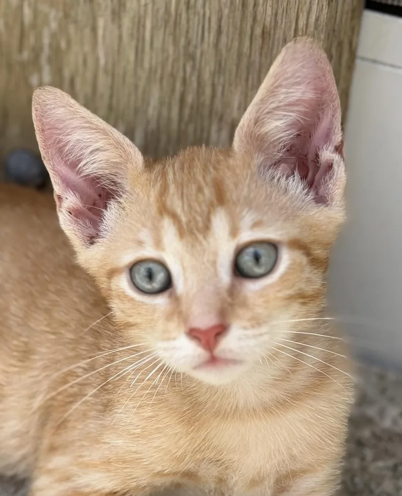 A baby small-sized male Orange / Red Domestic Short Hair cat named Radiant for adoption in Homestead, FL