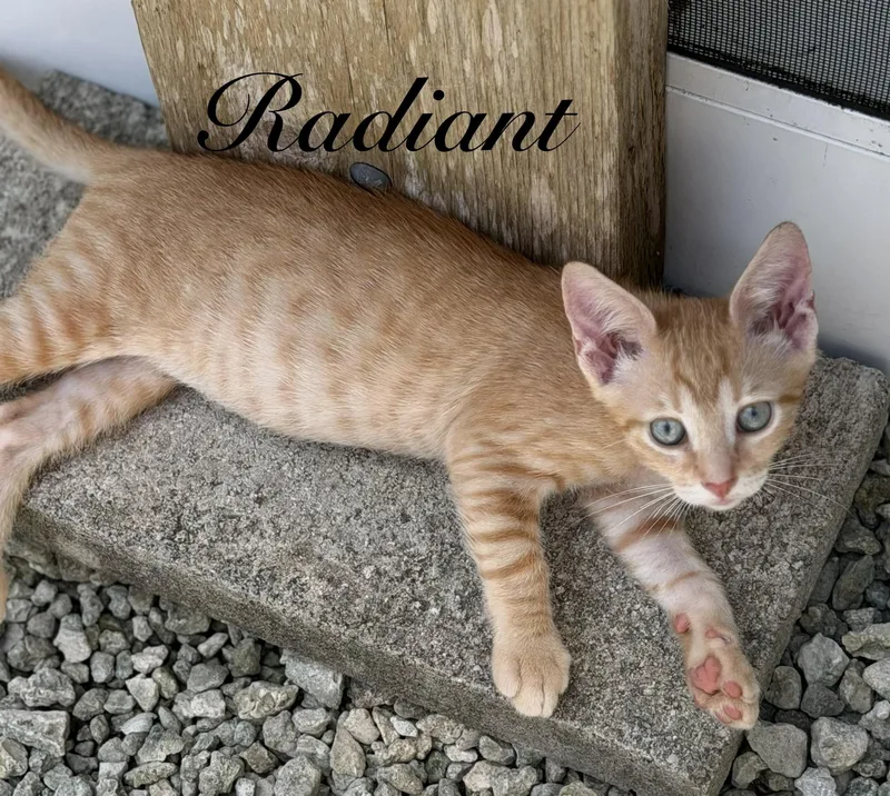 Radiant thumbnail 4