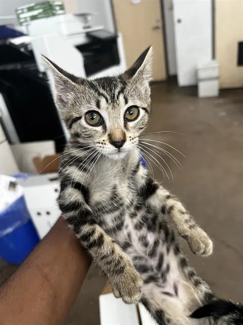 Cocoa