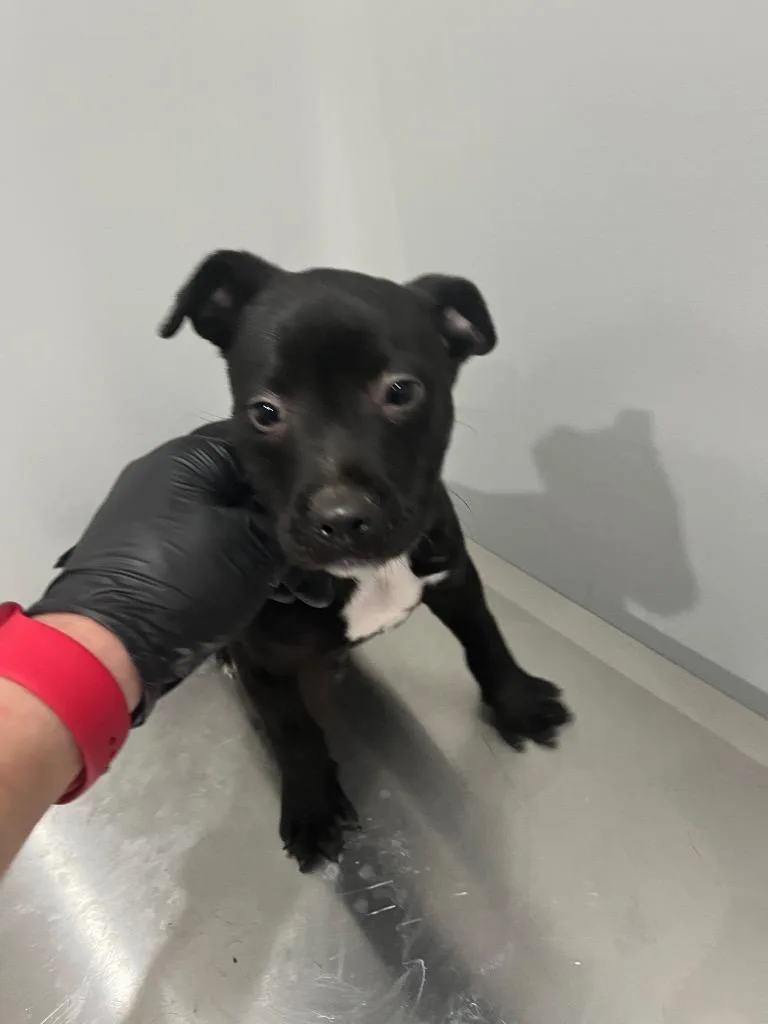 A baby medium-sized female Pit Bull Terrier dog named Ember for adoption in Benton, AR