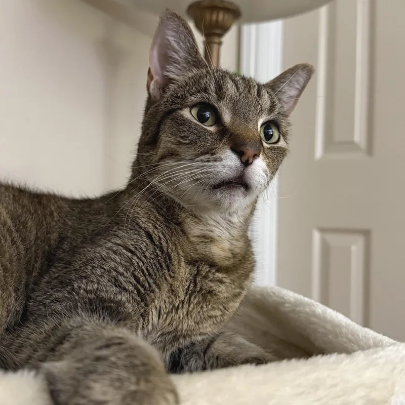 A senior medium-sized female Brown / Chocolate Domestic Short Hair cat named Nova for adoption in Los Angeles, CA