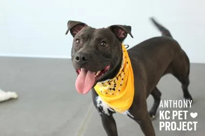 An adult large-sized male Black Pit Bull Terrier dog named Anthony for adoption in Kansas City, MO