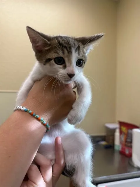 A baby small-sized male Domestic Short Hair cat named Luke for adoption in Fort Myers, FL