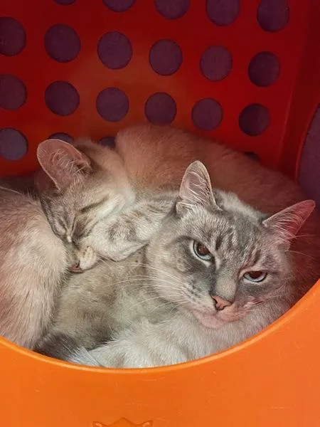 An adult medium-sized female Domestic Short Hair cat named Sasha for adoption in Vancouver, WA