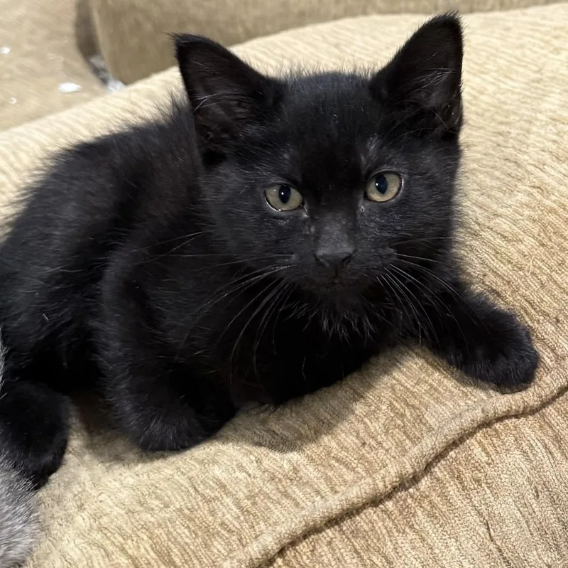 Nyx