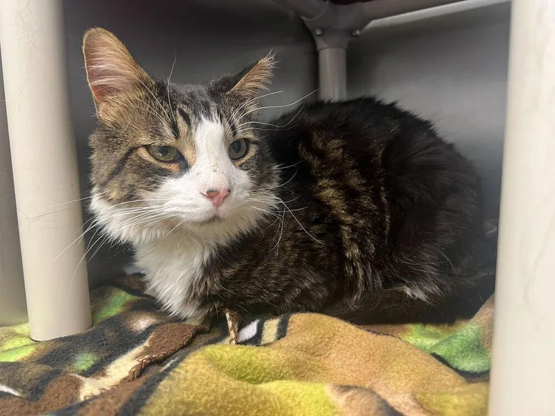 An adult large-sized male Domestic Long Hair cat named Finnick for adoption in Bowling Green, OH