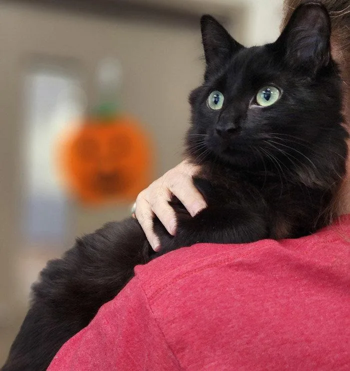 A young small-sized male Domestic Medium Hair cat named Huey for adoption in Hilton Head Island, SC