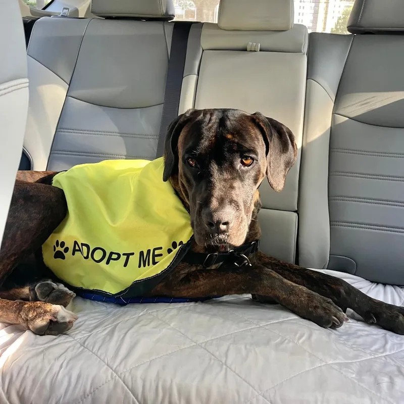 A young large-sized female Mastiff dog named Rosalina for adoption in Los Angeles, CA