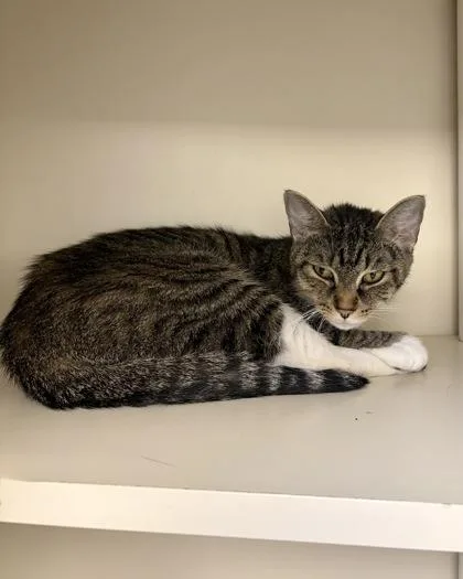 An adult medium-sized female Domestic Short Hair cat named Jovie for adoption in Fairfax, VA