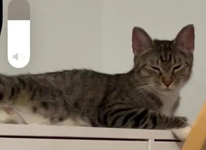 Jovie thumbnail 3