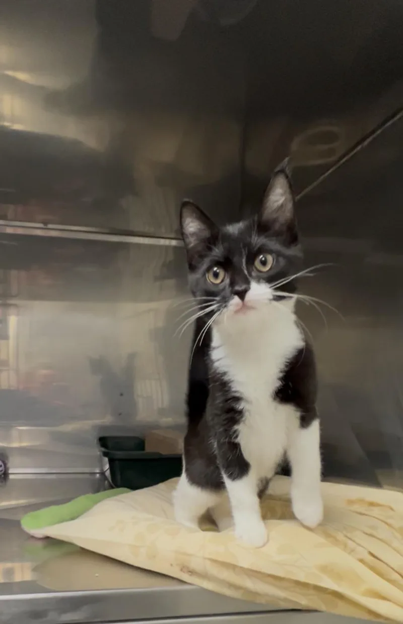 A baby medium-sized female Black & White / Tuxedo Domestic Short Hair cat named Blackberry for adoption in Montville, NJ