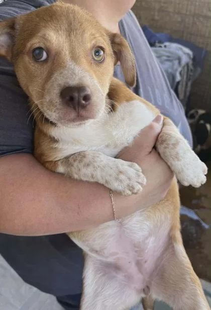 A young medium-sized female Mixed Breed dog named Swirl for adoption in Beatrice, NE