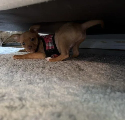 A baby small-sized male Chihuahua dog named Pumpkin for adoption in Verona, NJ