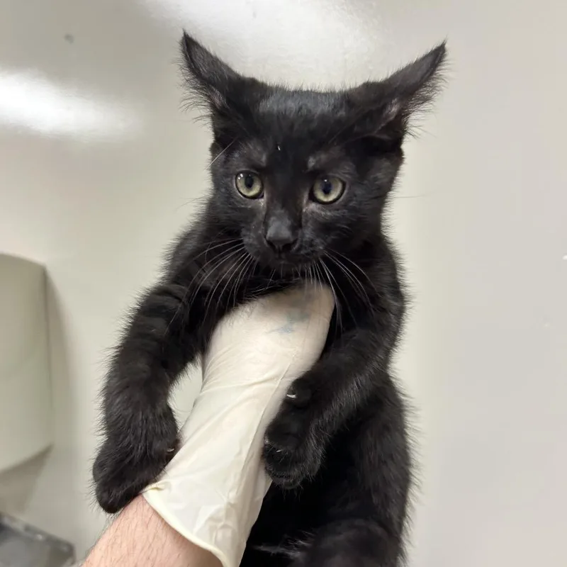 A baby small-sized female Black Domestic Short Hair cat named Tuna for adoption in Reno, NV