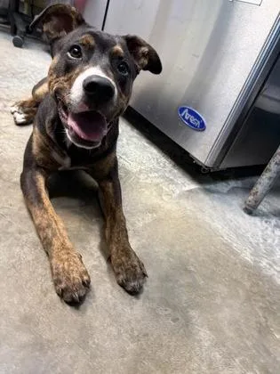 A baby large-sized male Terrier dog named Freddie for adoption in Paducah, KY