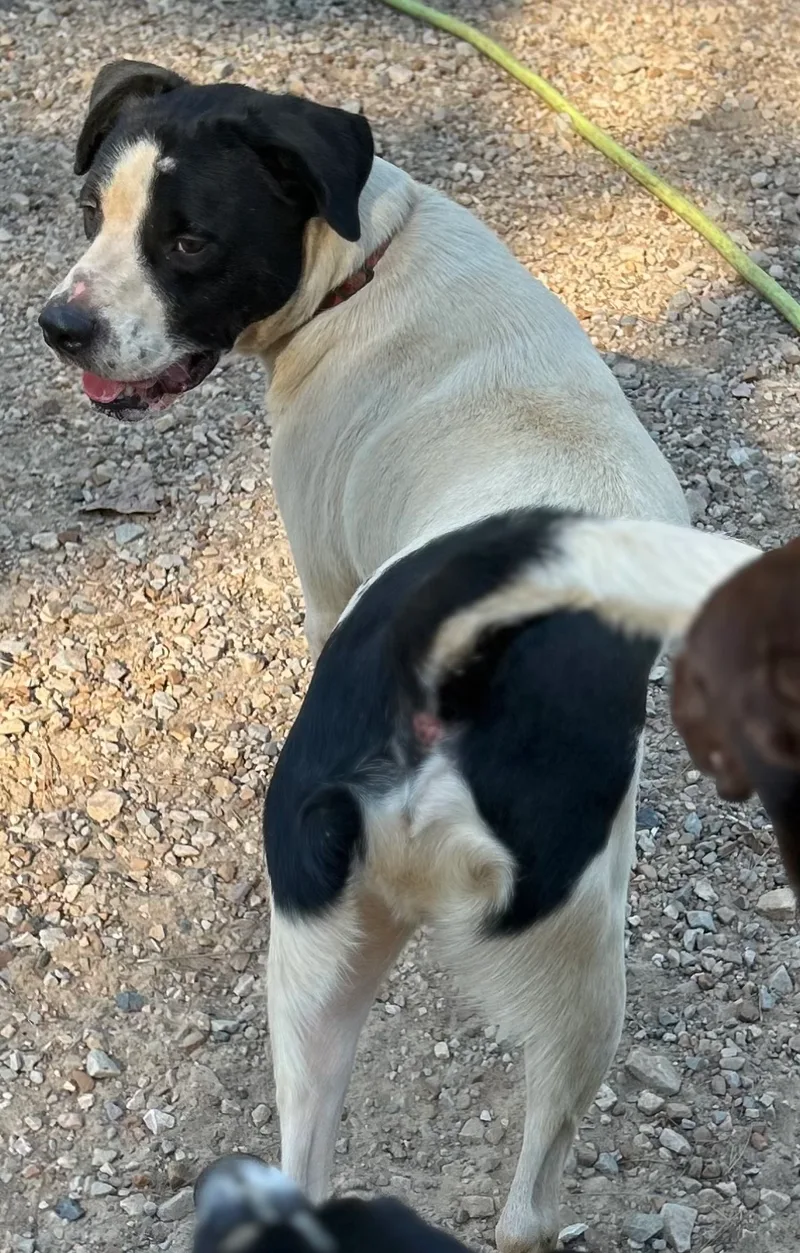 D’artagnan “d” thumbnail 2