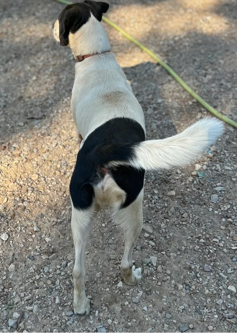 D’artagnan “d” thumbnail 3