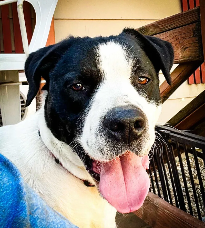 D’artagnan “d”