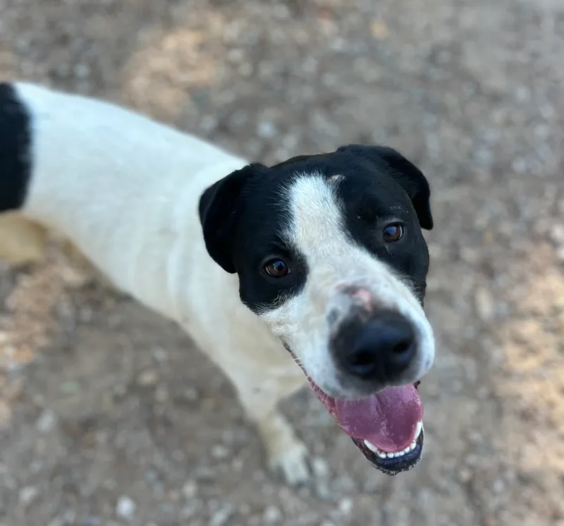 D’artagnan “d” thumbnail 4