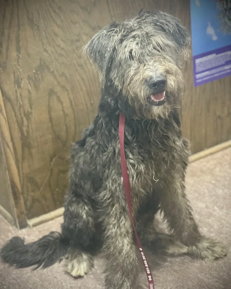 A baby medium-sized female Schnauzer dog named Rowena Gatlin for adoption in Saunderstown, RI