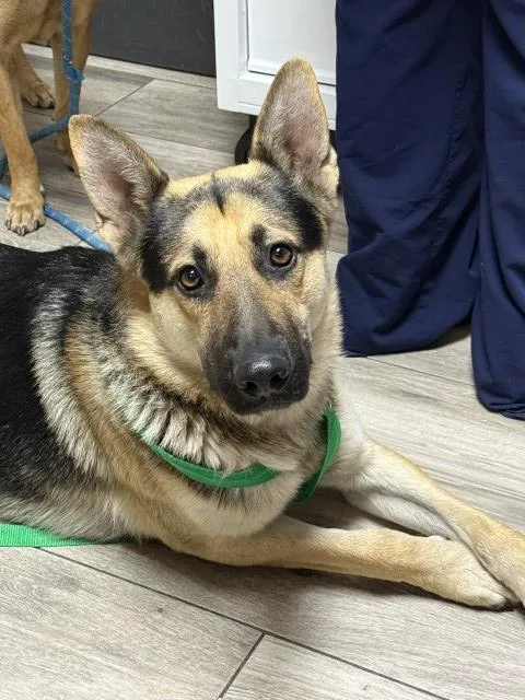 A young large-sized male German Shepherd Dog dog named Patriot for adoption in Redlands, CA