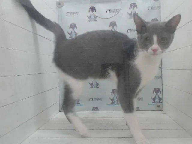 A young small-sized female Domestic Short Hair cat named Biscuit for adoption in Orlando, FL