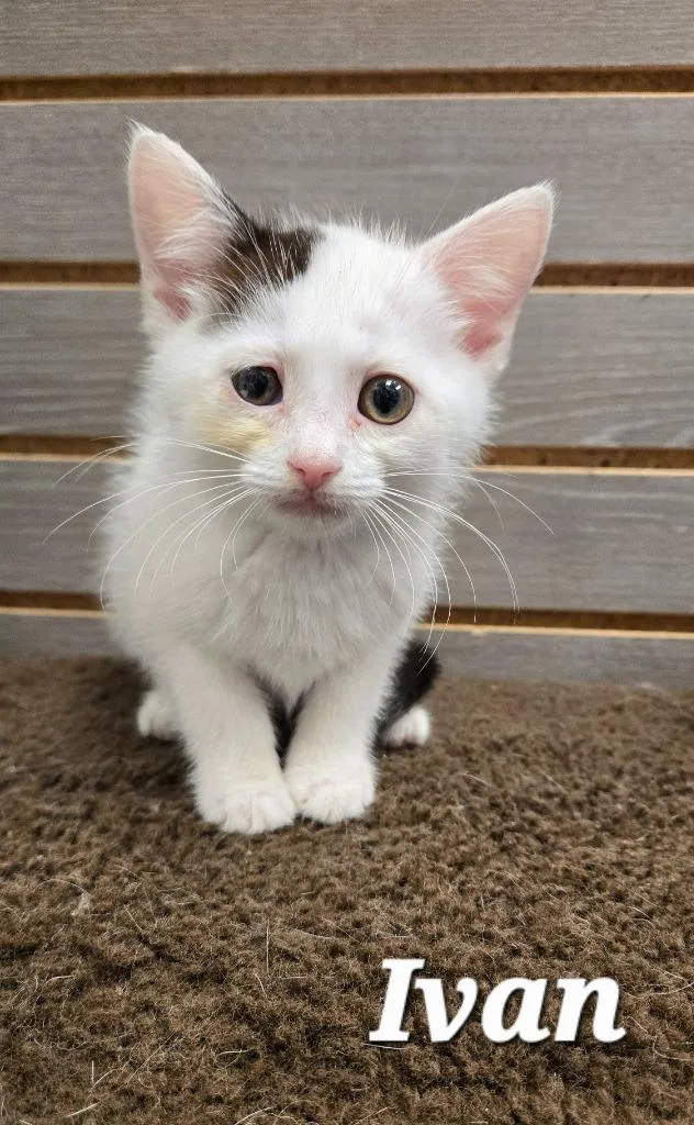 A baby small-sized male Domestic Short Hair cat named Ivan for adoption in Sidney, OH