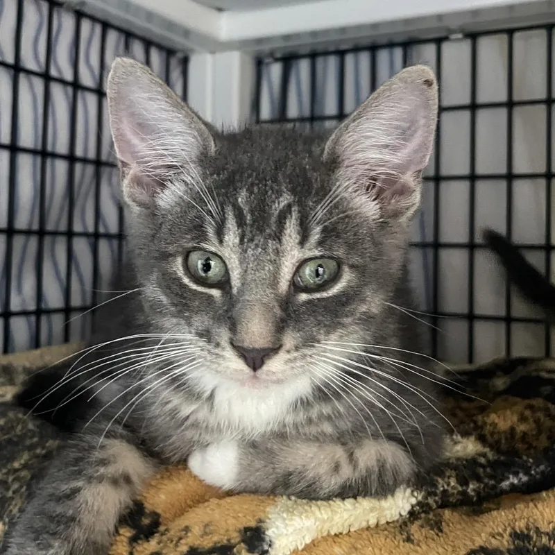 A baby small-sized male Gray / Blue / Silver Domestic Short Hair cat named Corvette for adoption in Chicago, IL