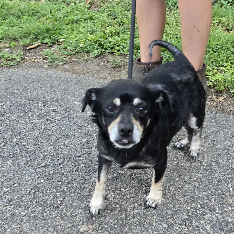 An adult small-sized male Black Chihuahua dog named Odie for adoption in Milledgeville, GA