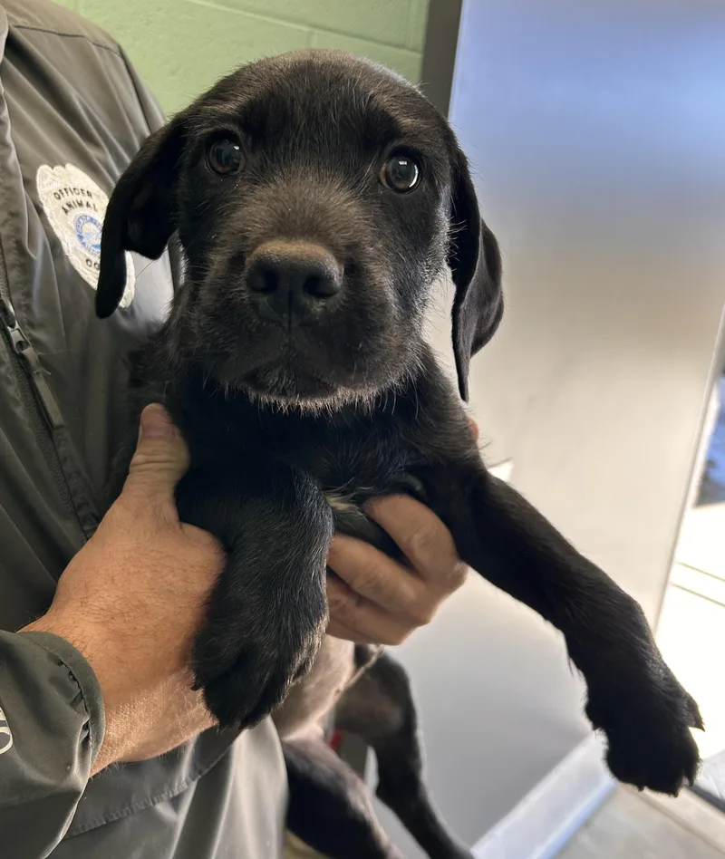 A baby medium-sized male Black Mixed Breed dog named Orchard for adoption in Manchester, TN