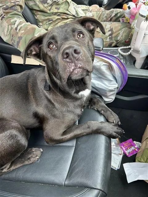 A baby medium-sized male Labrador Retriever dog named Gizmo for adoption in San Antonio, TX