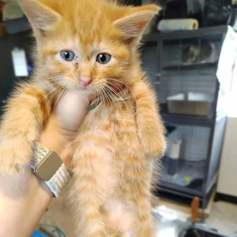 A baby small-sized male Orange / Red Domestic Short Hair cat named Cayenne for adoption in Osawatomie, KS