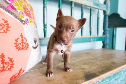 A baby small-sized male Border Collie dog named Basil for adoption in San Antonio, TX