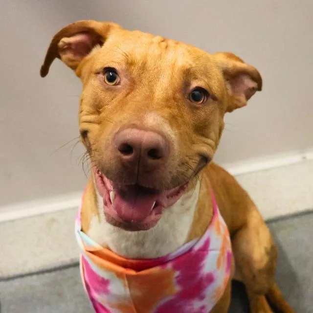 A young medium-sized male Labrador Retriever dog named Luke for adoption in San Antonio, TX