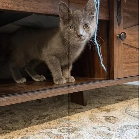 A baby medium-sized female Domestic Short Hair cat named Glimmer for adoption in Rochester, WA