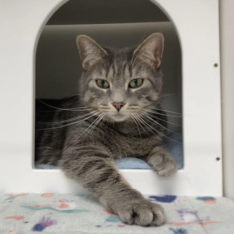 A young medium-sized female Domestic Short Hair cat named Cassandra for adoption in New Castle, DE