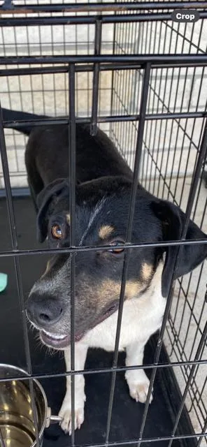 A young medium-sized male Tricolor (Brown, Black, & White) Shepherd dog named Prince for adoption in Livingston, TX